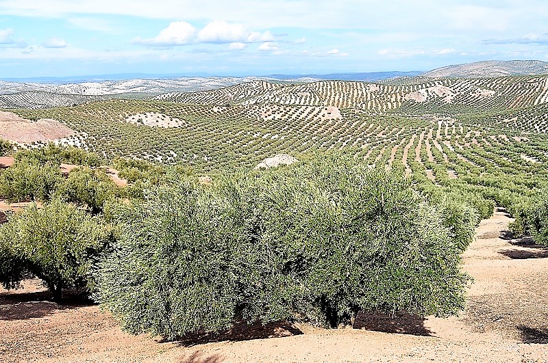 olive groves jaen