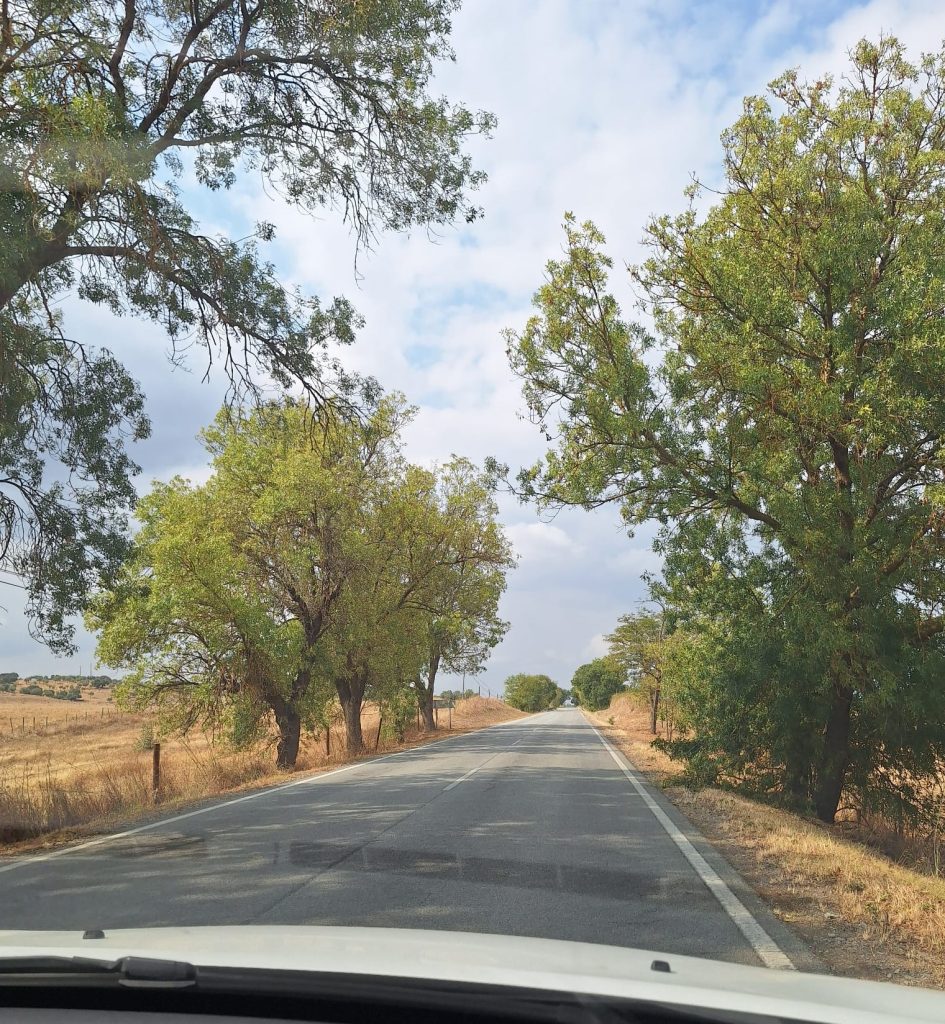 Tree Lined Road Portugal 1